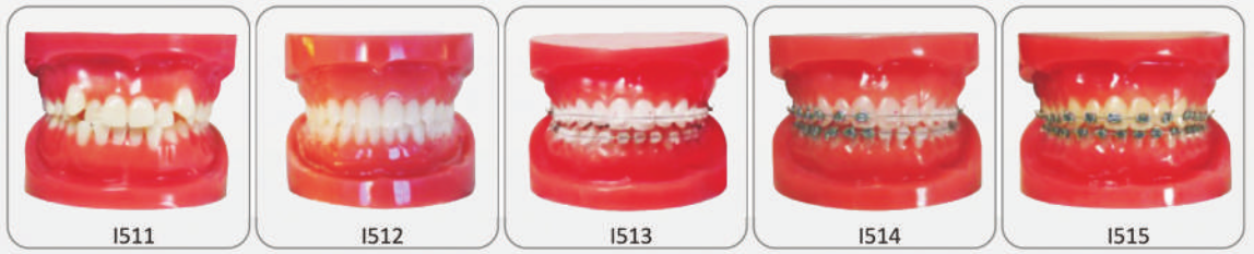Produkt: Modele Zębowe Demonstracyjne/Treningowe